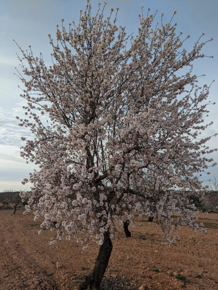 Imagen en Caudete de las Fuentes, autor Santi Catalá